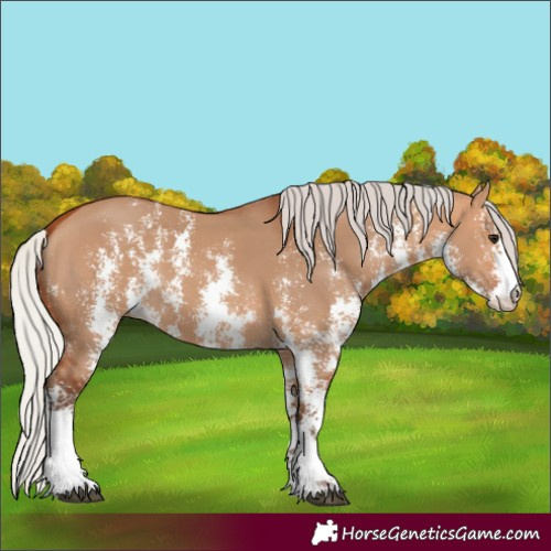 Horse Color:Silver Bay Dun Sabino