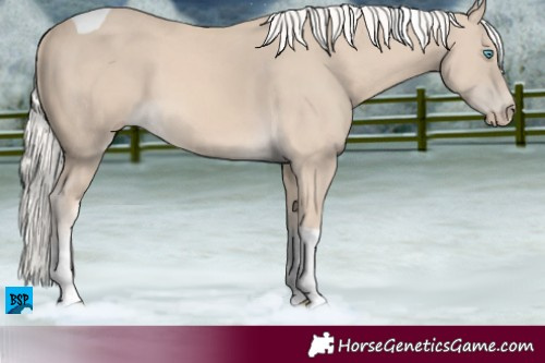 Horse Color:Cremello Tobiano