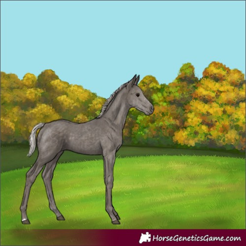 Horse Color:Silver Black