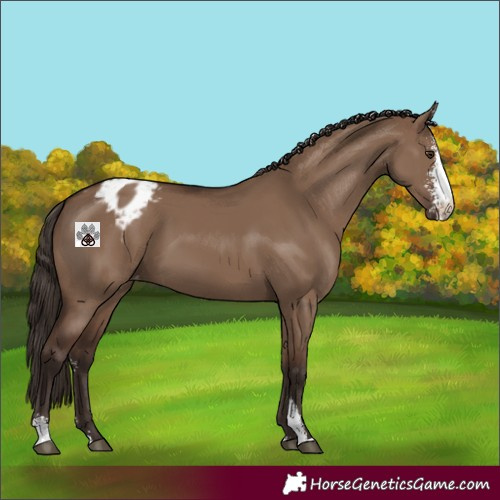 Horse Color:Liver Red Dun Sabino Blanket 