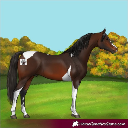 Horse Color:Gray Bay Tobiano 