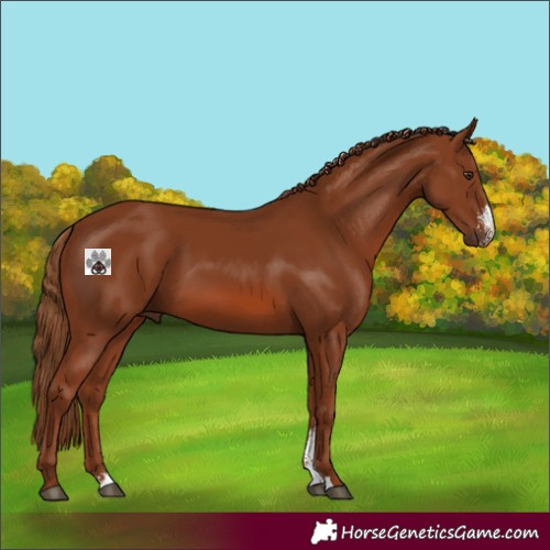 Horse Color:Chestnut Sabino 