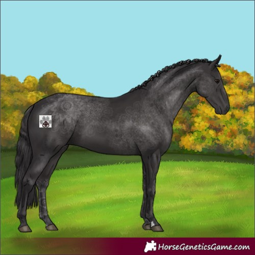 Horse Color:Smoky Black