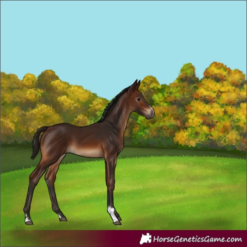 Horse Color:Gray Bay Sabino 
