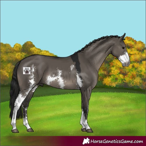 Horse Color:Gray Grullo Sabino 