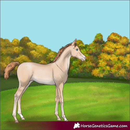 Horse Color:Buckskin Pearl Sabino 