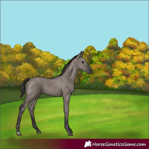 Horse Color:Smoky Grullo 