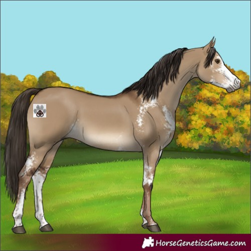 Horse Color:Gray Liver Red Dun Sabino 
