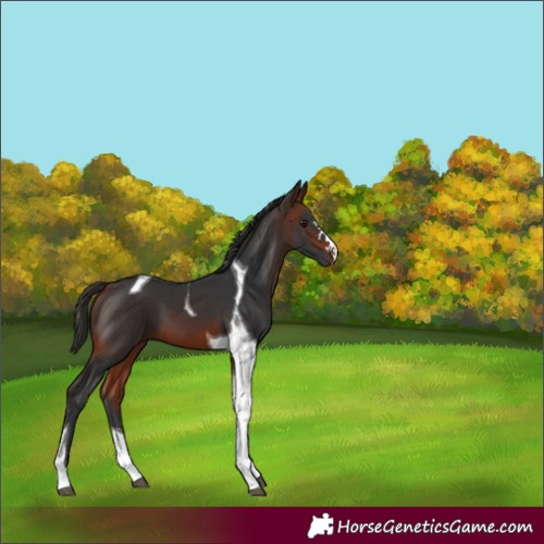 Horse Color:Brown Tobiano 