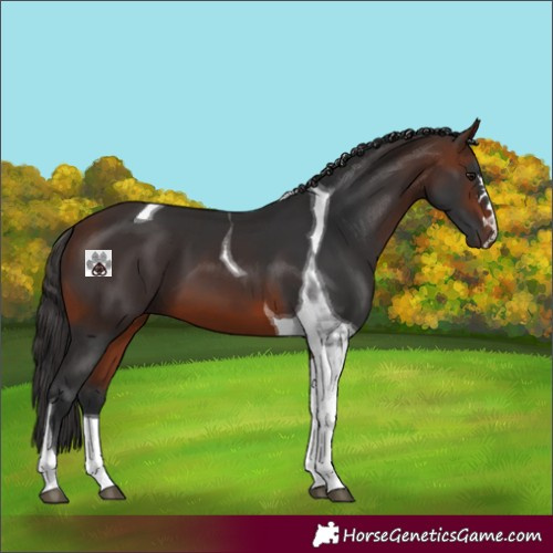 Horse Color:Brown Tobiano 