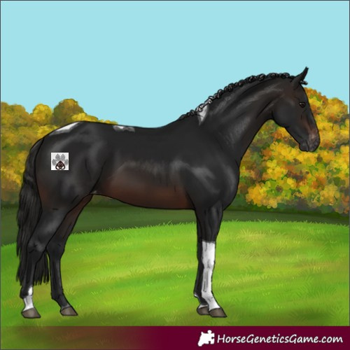 Horse Color:Gray Brown Tobiano Varnish 