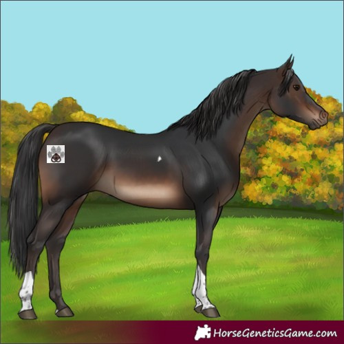 Horse Color:Brown Tobiano 