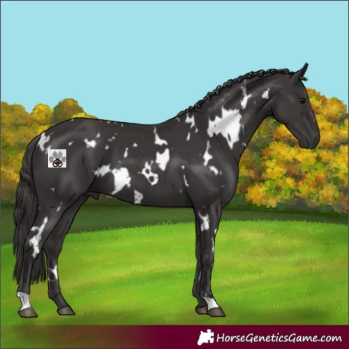 Horse Color:White Spotted Smoky Black