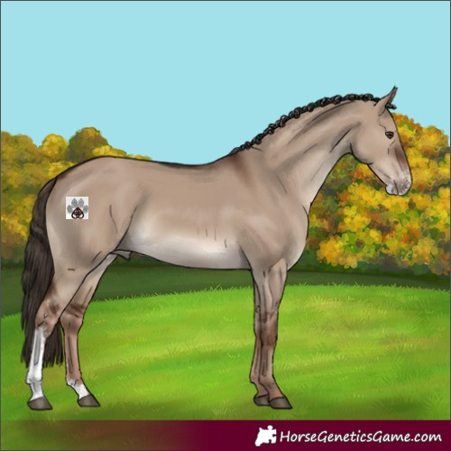 Horse Color:Liver Red Dun Sabino