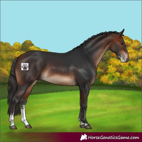 Horse Color:Bay Sabino 