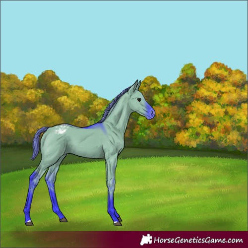 Horse Color:Watercolor Smoky Grullo Appaloosa 