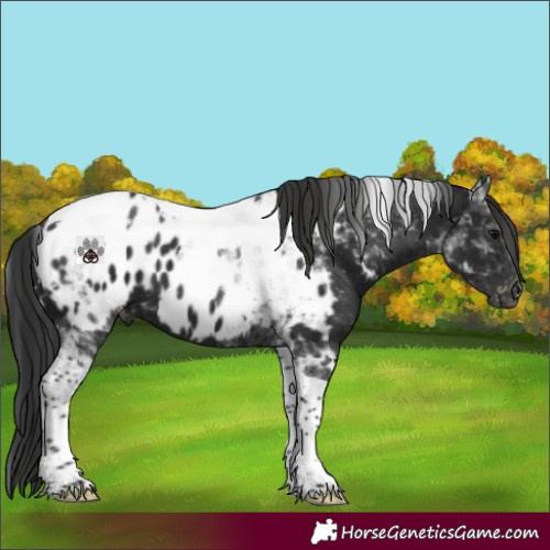 Horse Color:Gray Black Tobiano Near Leopard