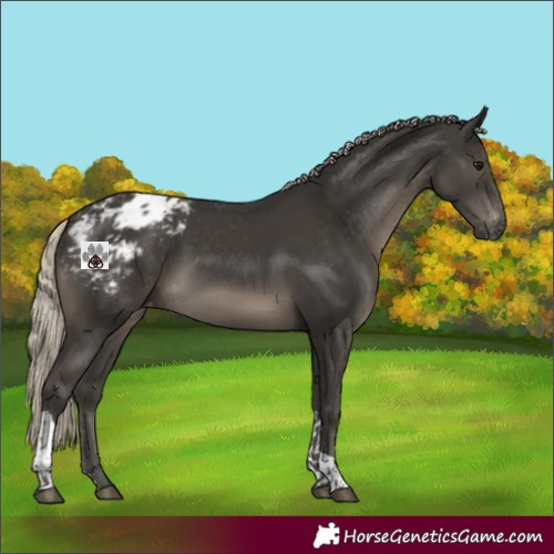 Horse Color:Gray Silver Smoky Black Tobiano Blanket 