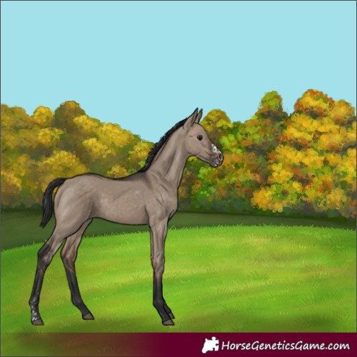 Horse Color:Brown Dun Sabino 
