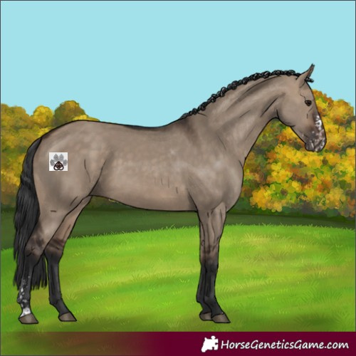 Horse Color:Brown Dun Sabino