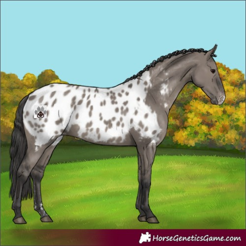 Horse Color:Grullo Sabino Near Leopard