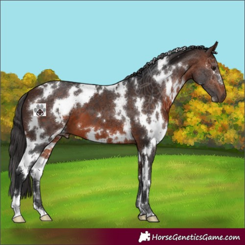 Horse Color:White Spotted Brown