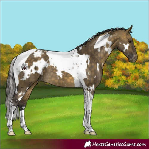 Horse Color:White Spotted Buckskin Dun Tobiano Blanket