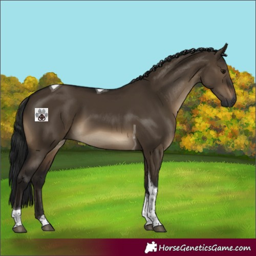 Horse Color:Gray Brown Dun Tobiano 