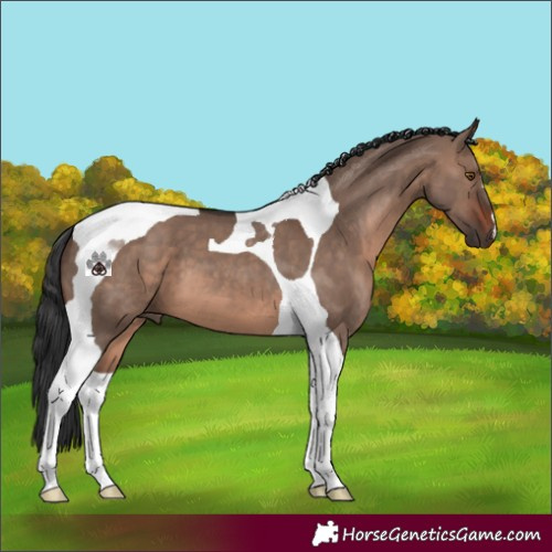 Horse Color:Brown Dun Mushroom Tobiano