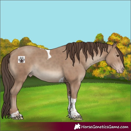 Horse Color:Classic Champagne Tobiano