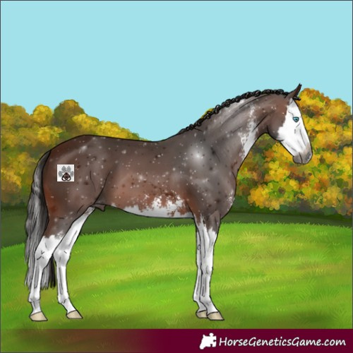 Horse Color:Gray Bay Sabino Splash Varnish