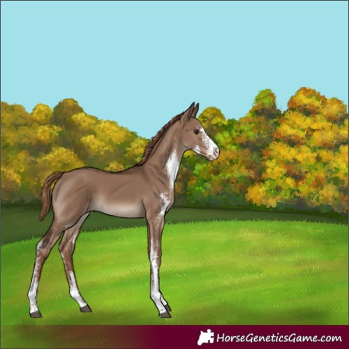 Horse Color:Liver Red Dun Sabino Rabicano 