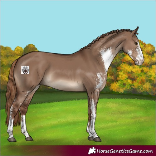 Horse Color:Liver Red Dun Sabino Rabicano