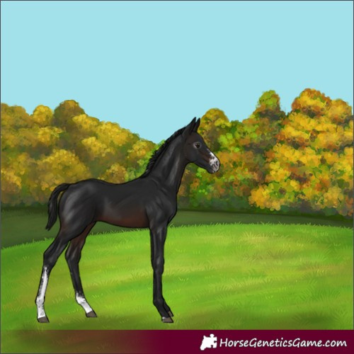 Horse Color:Gray Brown Sabino 