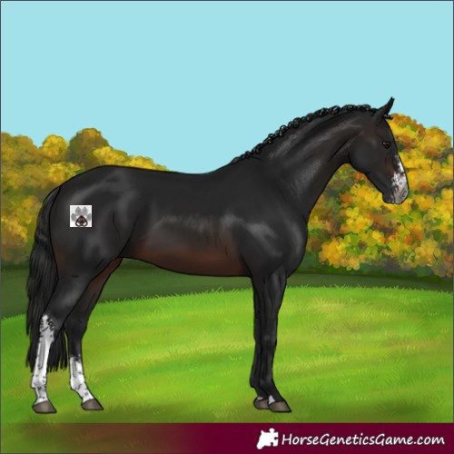 Horse Color:Gray Brown Sabino