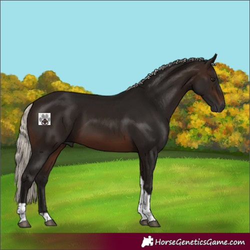 Horse Color:Gray Silver Brown Tobiano
