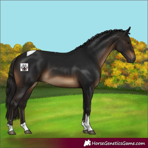 Horse Color:Gray Brown Tobiano 