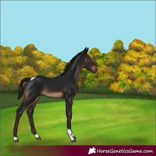 Horse Color:Gray Brown Tobiano