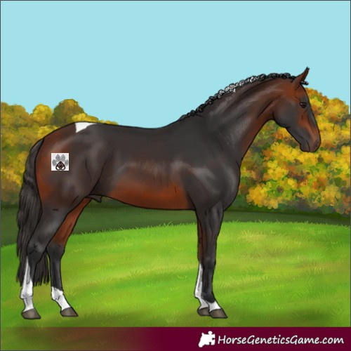 Horse Color:Bay Tobiano 