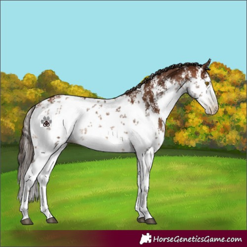Horse Color:Gray White Spotted Bay Pearl Sabino 
