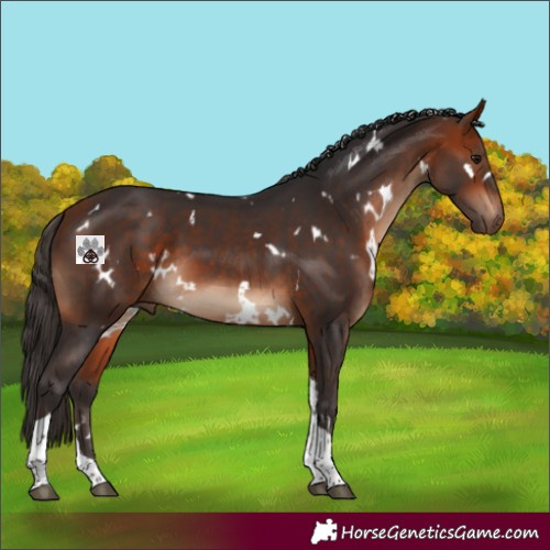 Horse Color:White Spotted Bay Tobiano