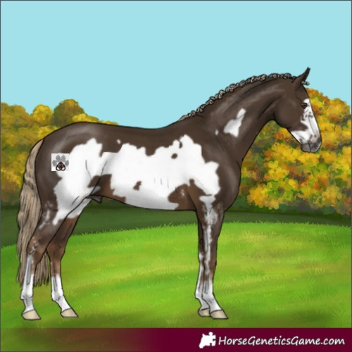 Horse Color:Gray Chocolate Palomino Sabino Frame