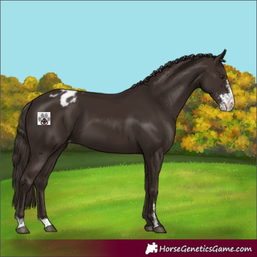 Horse Color:Liver Chestnut Sabino Blanket