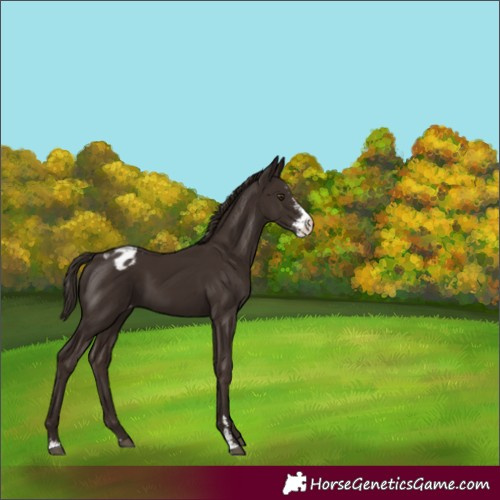 Horse Color:Liver Chestnut Sabino Blanket 