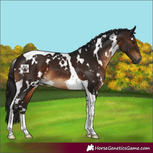 Horse Color:Gray White Spotted Bay Tobiano 