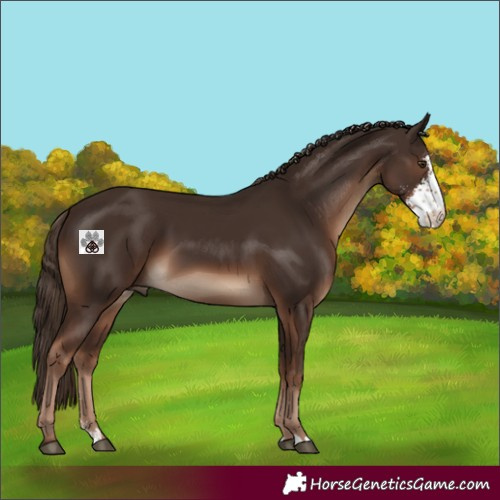 Horse Color:Liver Chestnut Sabino