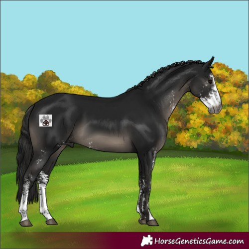 Horse Color:Gray Black Sabino