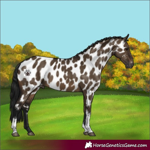 Horse Color:Gray Brown Dun Tobiano Near Leopard 