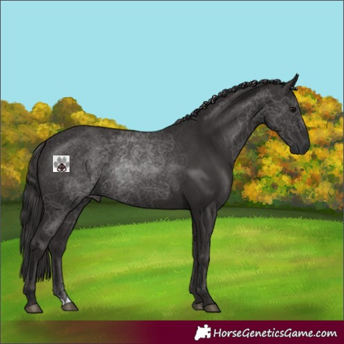 Horse Color:Smoky Black 