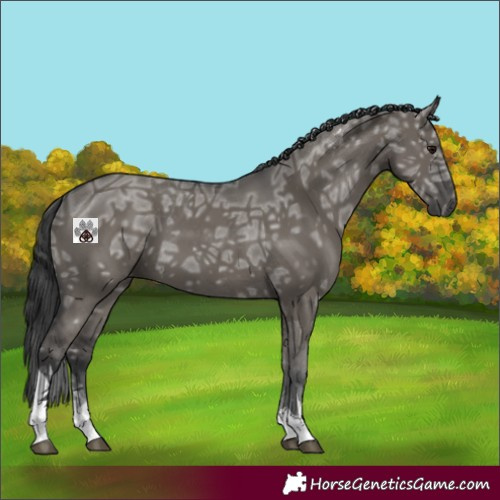Horse Color:Grullo Ice Tobiano 
